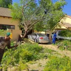 Maatskappy 2 beeld PRETORIA EAST TREEFELLING Tree Felling Or Stump Removal in Pretoria GP