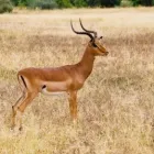 Maatskappy 15 beeld QUANTUM PHOTOGRAPHY Wildlife in Pretoria GP
