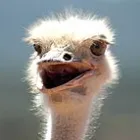 Business 7 image RIETFONTEIN OSTRICH PALACE Ostrich Farm in Oudtshoorn WC