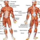 Maatskappy 1 beeld SOLEUS SPORTS MASSAGE Trigger Point in Johannesburg GP