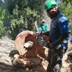 Maatskappy 6 beeld STM TREE FELLERS Tree Surgery in Cape Town WC