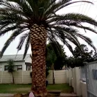 Maatskappy 8 beeld STM TREE FELLERS Tree Surgery in Cape Town WC
