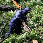 Business 1 image TREE FELLING Stellenbosch in Stellenbosch WC