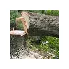 Business 2 image TREE FELLING Stellenbosch in Stellenbosch WC