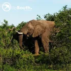 Business 2 image UPSOUTH ADVENTURES Motorcycle Tours in Cape Town WC