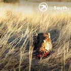 Business 7 image UPSOUTH ADVENTURES Motorcycle Tours in Cape Town WC