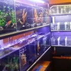 Maatskappy 6 beeld WAGGY TAILS Tropical Fish in Pretoria GP