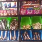 Maatskappy 8 beeld WAGGY TAILS Tropical Fish in Pretoria GP