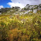 Maatskappy 6 beeld WARYLA SHUTTLE SERVICES Taxis in Simons Town WC