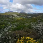 Maatskappy 12 beeld WARYLA SHUTTLE SERVICES Taxis in Simons Town WC