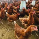 Business 6 image WINELANDS FREE RANGE POULTRY Poultry in Wellington WC