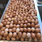 Business 7 image WINELANDS FREE RANGE POULTRY Poultry in Wellington WC