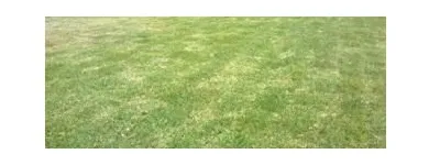 Business 6 image BARRETT'S INSTANT LAWN Turf in Tarlton GP