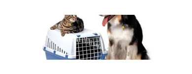 Maatskappy 3 beeld BUSYBEE REMOVALS Removals in Johannesburg GP