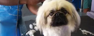 Business 1 image DOGS '4' US Pet Grooming in Cape Town WC