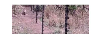 Business 3 image FALCON ELECTRIC FENCE Wall Top Fence in Pretoria GP