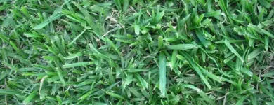 Maatskappy 5 beeld LAWNKING GARDENS® | TREE FELLING & INSTANT LAWN RANDBURG Tree Felling Or Stump Removal in Randburg GP