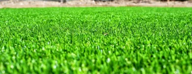 Maatskappy 16 beeld LAWNKING GARDENS® | TREE FELLING & INSTANT LAWN RANDBURG Tree Felling Or Stump Removal in Randburg GP