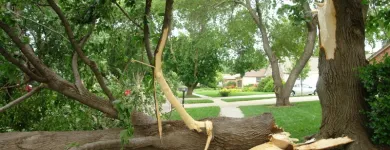 Maatskappy 20 beeld LAWNKING GARDENS® | TREE FELLING & INSTANT LAWN RANDBURG Tree Felling Or Stump Removal in Randburg GP