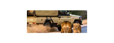 Maatskappy 6 beeld SABI SANDS LODGES RESERVATIONS Safaris And Operators in Cape Town WC