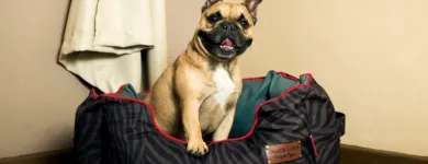 Maatskappy 3 beeld VET EXPRESS Tick and Flea in Edenvale GP