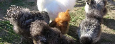 Maatskappy 5 beeld WINELANDS FREE RANGE POULTRY Poultry in Wellington WC