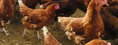 Maatskappy 6 beeld WINELANDS FREE RANGE POULTRY Poultry in Wellington WC