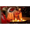 TRADITIONAL HEALERS IN PRETORIA +27814233831 Traditional Healer in Pretoria GP